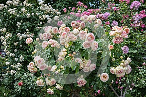 Beautiful multi-colored rose garden in summer day.