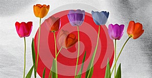 beautiful multi-colored tulips on the background of the flag of Japan close-up