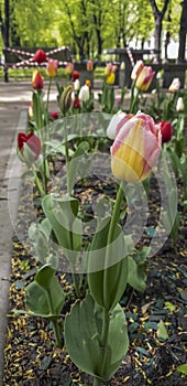 Beautiful multi-colored tulips in the foreground on the boulevard. A bench wrapped in a white and red ribbon is out of focus in