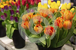 Beautiful multi-colored tulips on the market