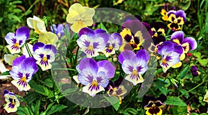 Beautiful multi-colored violet and blue pansies in the green grass. Flower concept