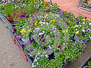 Beautiful multi-colored violet and blue pansies in the green grass. Flower concept