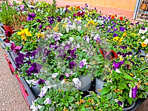 Beautiful multi-colored violet and blue pansies in the green grass. Flower concept