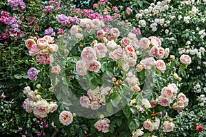 Beautiful multi-coloured rose garden.