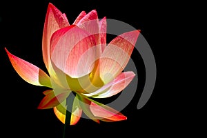 Translucent lotus flower