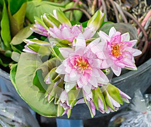 Beautiful multi white-pink waterlily or lotus flower