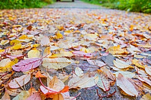 Beautiful multicolor autumn leaves as background. Fall season.Colorful leaves with rain drops on dark wet asphalt