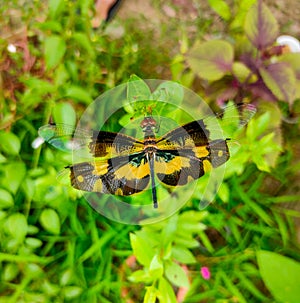 Beautiful multicolor dragonfly, black and yellow color dragonfly with green background