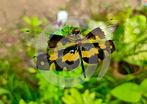 Beautiful multicolor dragonfly, black and yellow color dragonfly with green background