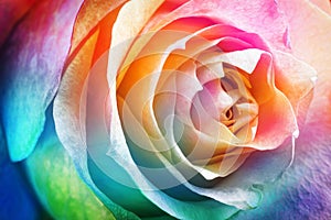 Beautiful multicolor roses flower. photo