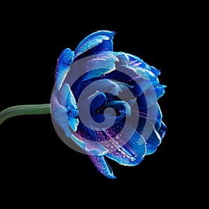 Beautiful multicolor blooming tulip with water drops isolated on black background. Close-up studio shot.