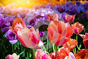 Beautiful multicolor tulips, close up