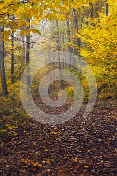 Beautiful multicolored autumn forest with wide path