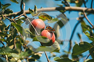A beautiful multicolored butterfly sits on ripe apples on a branch