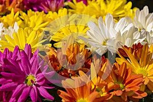 Beautiful multicolored chrysanthemum