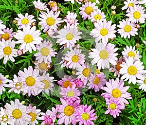 Beautiful multicolored cultivated daisy flowers. Daisy close-up .