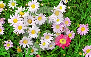 Beautiful multicolored cultivated daisy flowers. Daisy close-up .