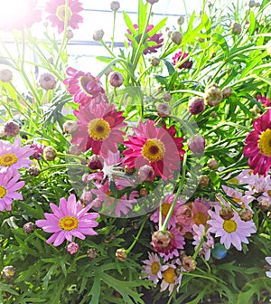 Beautiful multicolored cultivated daisy flowers. Daisy close-up .