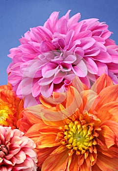 Beautiful Multicolored Dahlias photo