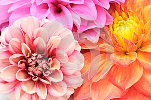 Beautiful Multicolored Dahlias Cloes-up