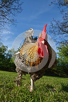 Beautiful multicolored feathered rooster in a garden