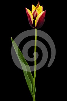 Beautiful multicolored flower of tulip, isolated on black background