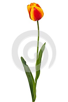 Beautiful multicolored flower of tulip, isolated on white background