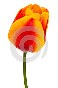 Beautiful multicolored flower of tulip, isolated on white background