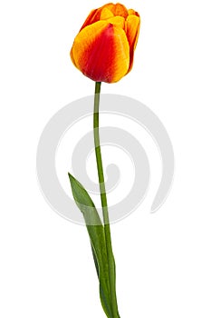 Beautiful multicolored flower of tulip, isolated on white background
