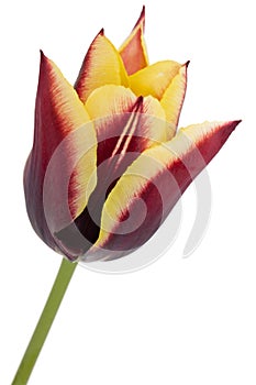 Beautiful multicolored flower of tulip, isolated on white background