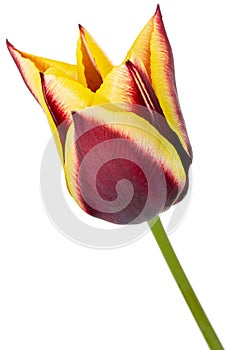 Beautiful multicolored flower of tulip, isolated on white background