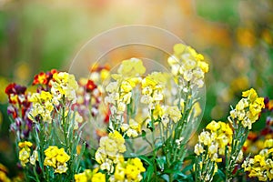 Beautiful multicolored flowers in the garden. Floral background. Gardening.
