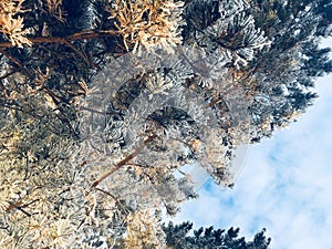 Hermoso escarchado pino un árbol tiempo de Navidad 