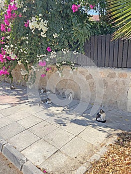 Beautiful multicolored street cats lie on the road and bask in the sun under pink bougainvillea flowers on the island of Cyprus