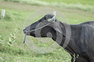 Beautiful Murrah Buffalo in the field photo