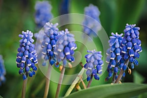 Beautiful Muscari botryoides Flower Blooming in an Outdoor Garden
