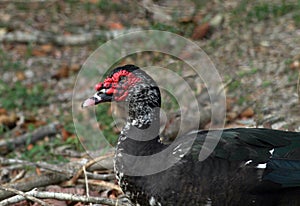 Beautiful Muscovy Duck male close up