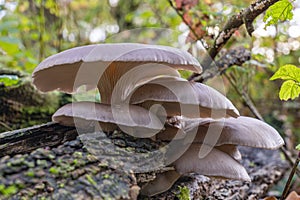 A beautiful mushroom with beautiful lamellae, the Oyster mushroom Pleurotus ostreatus, on a trunk near the Linschoten estate