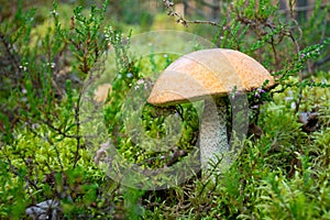 Beautiful mushroom boletus edulis in the forest