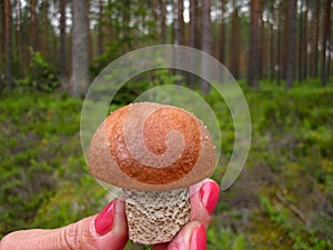 Beautiful mushroom boletus in the girl's hand with manicure