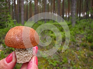 Beautiful mushroom boletus in the girl's hand with manicure