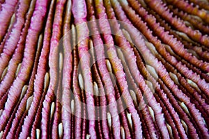 Beautiful Mushroom Coral Detail