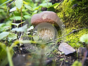 Beautiful mushroom in the forest