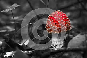 Beautiful mushroom in the forest. Amanita Muscaria, poisonous mushroom.