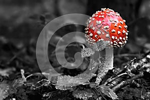 Beautiful mushroom in the forest. Amanita Muscaria, poisonous mushroom. Natural composition