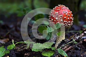 Beautiful mushroom in the forest. Amanita Muscaria, poisonous mushroom. Natural composition