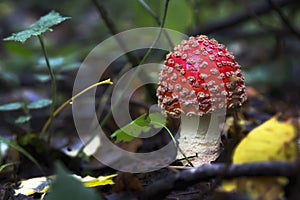 Beautiful mushroom in the forest. Amanita Muscaria, poisonous mushroom. Natural composition