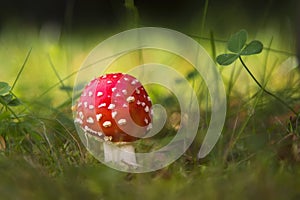 Beautiful mushroom in the forest. Amanita Muscaria, poisonous mushroom. Natural composition