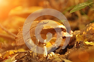 Beautiful mushroom in grass, autumn season. little fresh mushroom on moss, growing in Autumn Forest. The autumn sun is shining