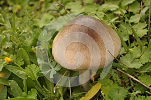 Beautiful mushroom growing on the grass. Volvariella.
